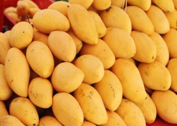 chinna rasalu mangoes